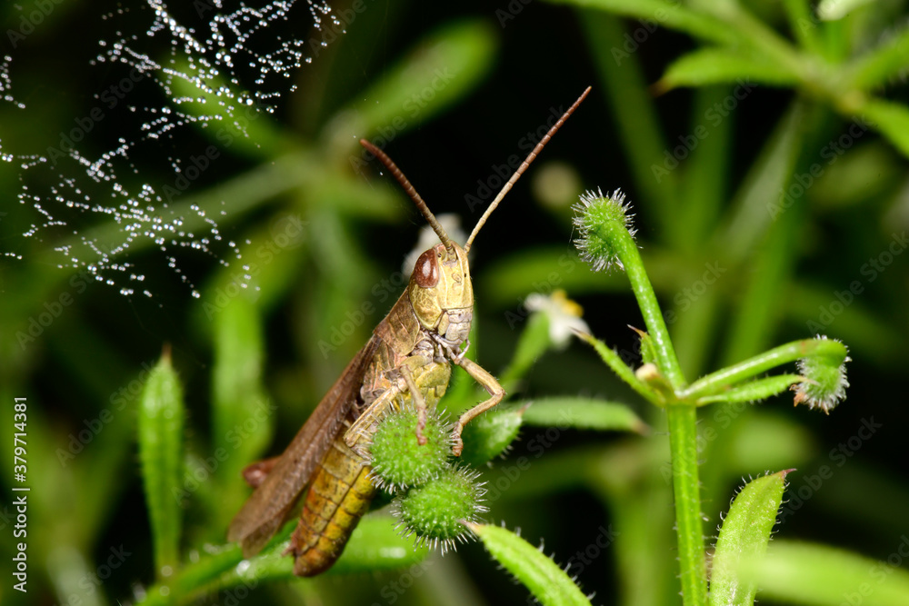 Sticker Nachtigall-Grashüpfer (Chorthippus biguttulus) - Duetting Grasshopper, bow-winged grasshopper