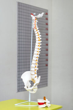 Anatomical model of spinal column. Artificial human cervical spine model in medical office. Copyspace for text