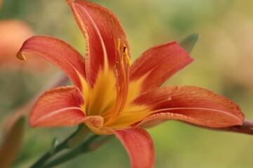 orange lily flower