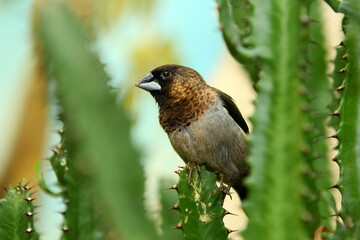 House sparrow sitting on cactus
