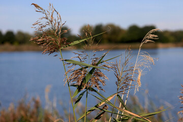 Abend am See