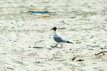 Seagull (the black-headed gull) walking on the beach