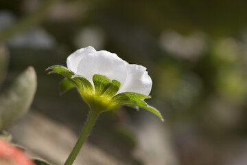 Fototapeta na wymiar White flower in the garden.
