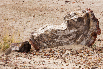 A half section of petrified wood seen in the Petrified National Forest in Arizona, USA.