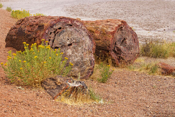 Fototapeta premium A close up of two stone logs in the desert landscape of Petrified National Forest, Arizona, USA.