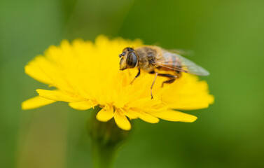 Abelha em flor
