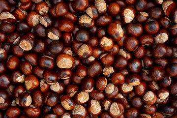 Conkers galore flat-lay