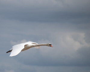 Mute Swan in flight