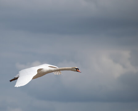 Mute Swan In Flight