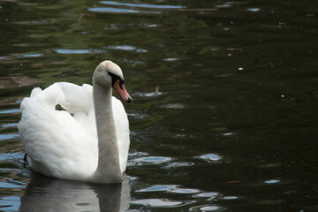 White Swan Floats on the Lake