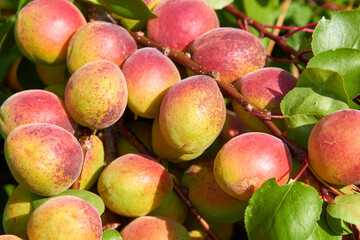 green apricots on a tree,unripe green with red apricots on the branches