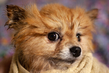 Wet little dog Pomeranian orange head close-up wrapped in a yellow towel, looking at the camera