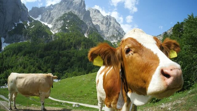 Cow in the mountains of Southern Germany, Bavaria. Wide-angle lens