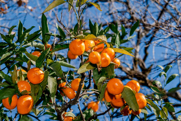 Mandarin (Citrus reticulata) in orchard, Abkhazia