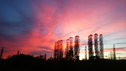 tree silhouettes on sunset sky