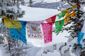 Traditional colorful buddhist prayer flags decorated with sacred symbols on snowy cedar tree. A large amount of Prayer text in Sanskrit