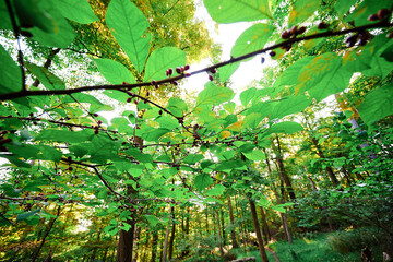 Fototapeta premium Western Pennsylvania September glow in the morning
