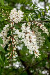 Black Locust (Robinia luxurians) in park, south coast of Crimea