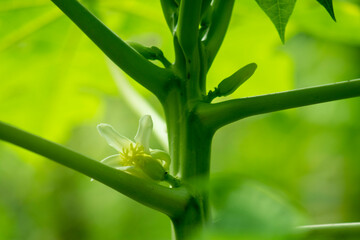 The papaya flowers clouseup