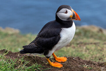 Puffin at the Mykines island at Faroe Islands