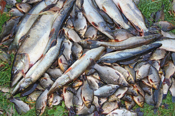 Caught crucians and pikes. Successful fishing. Fresh fish carps and pikes