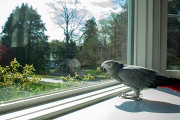 An African Grey Parrot Standing on a Windowsill Next to a Large Window