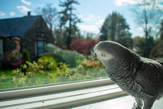 An African Grey Parrot Standing on a Windowsill Next to a Large Window