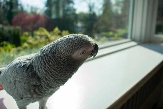 An African Grey Parrot Standing on a Windowsill Next to a Large Window
