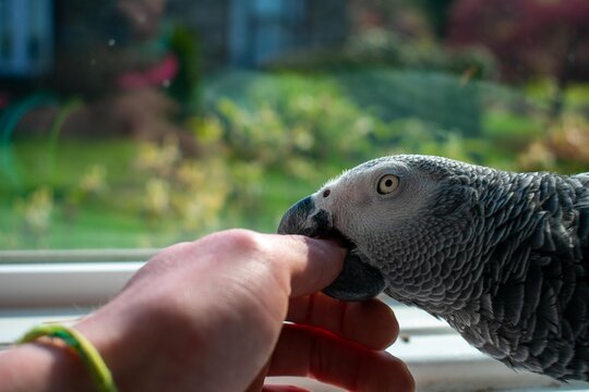 An African Grey Parrot Biting a Person's Hand