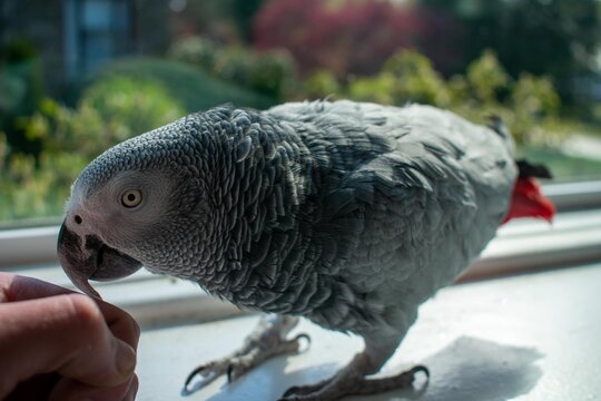 An African Grey Parrot Next to a Person's Hand