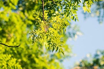Hojas de árbol
