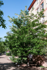 Black Locust (Robinia luxurians) in park, south coast of Crimea