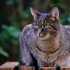 Naklejka na ściany i meble Tabby Cat Watching from a Garden Table