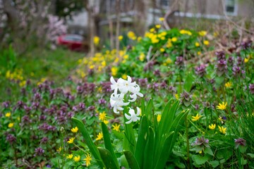 Small White Flowers in a Field Full of Plants