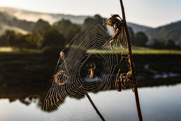 Spider's web on a teasel plant with a River Wye backdrop, Wales, UK