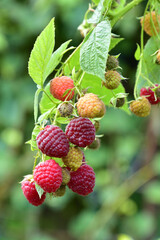 Many ripe res raspberries on the bush