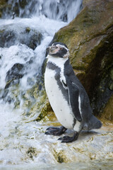 Obraz premium Pinguin