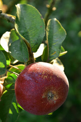 One red Autumn apple on the tree