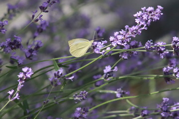 butterfly on lavender