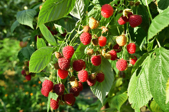 Many ripe res raspberries on the bush