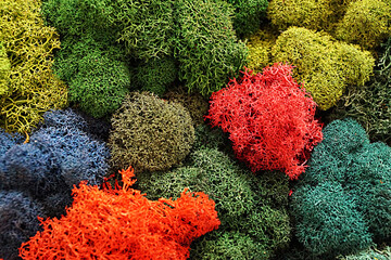 multicolored stabilized moss for ecological interior design close up