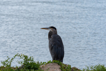 Blue Heron looking out across lake from rocky shore