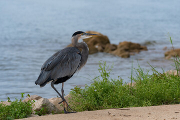 Blue Heron walking across a parking lot by a lake shore