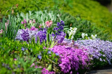 Obraz premium A Tall Purple Flower Amidst a Patch of Multicolored Flowers