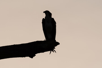 Silhouette of an Osprey on bare tree branch just after sunrise