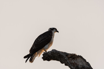 Osprey perched on the tip of a bare tree branch in the morning