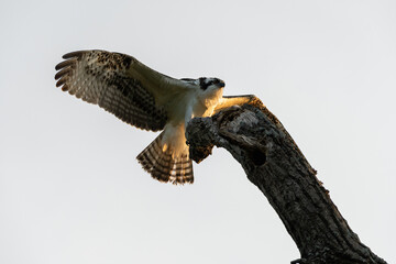 Osprey reaching to grab a branch as it lands in top of tree