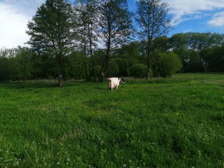 cows in the field