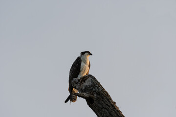 Osprey basking in the warm morning sunlight from treetop perch