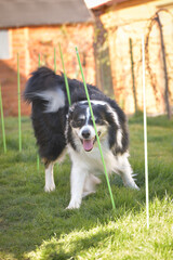 Tricolor border collie in agility slalom on individual intensive training at home.